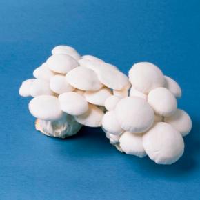 Fungi update: Exotic mushrooms go mainstream on American menus